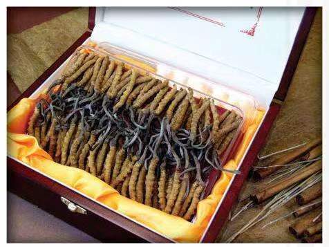 扎鲁特冬虫夏草回收